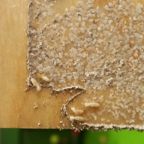 Nằm Mơ Thấy Con Mối Đánh Số Mấy