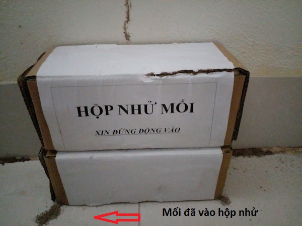 Đặt hộp nhử mối chân tường 