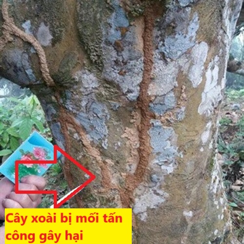 Dấu hiệu nhận biết rõ cây trồng đang có mối gây hại