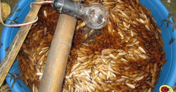 Diệt mối cánh bằng chậu nước 