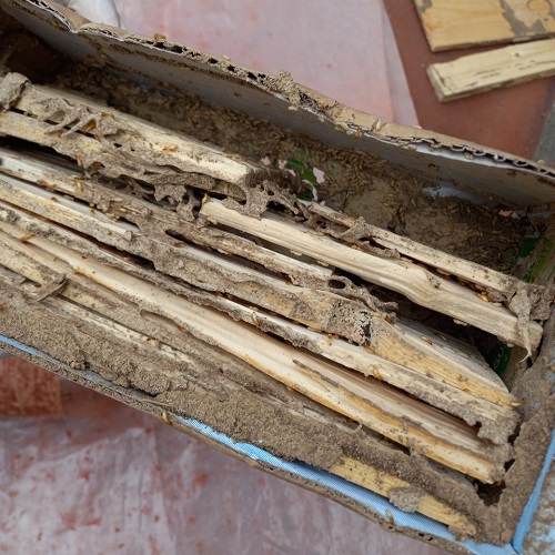 Hình ảnh chủng loại mối gỗ ẩm phân bố tại Việt Nam đã nhử vào hộp mồi
