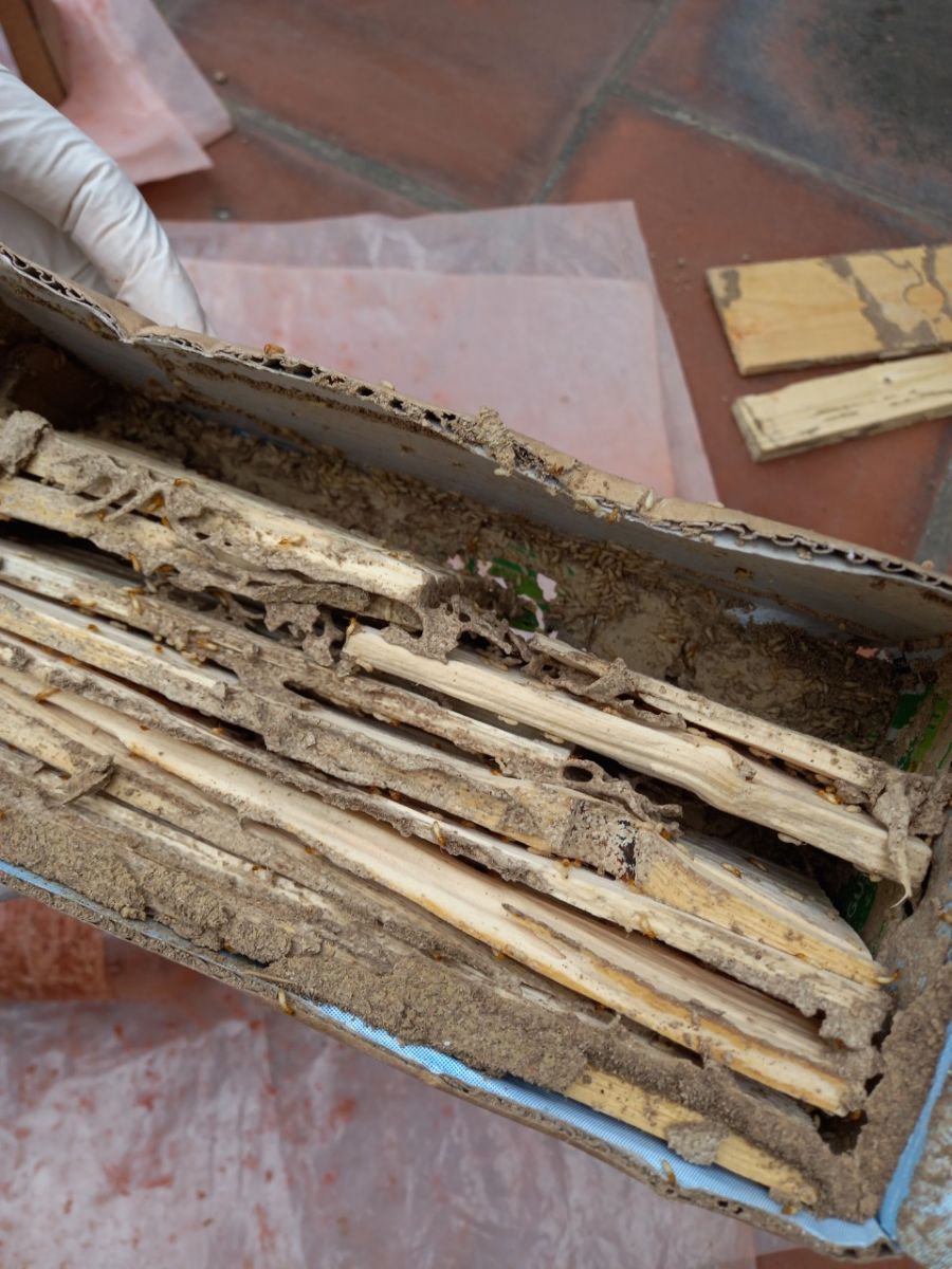 Chủng loại mối gỗ ẩm gây hại gỗ tại Việt Nam
