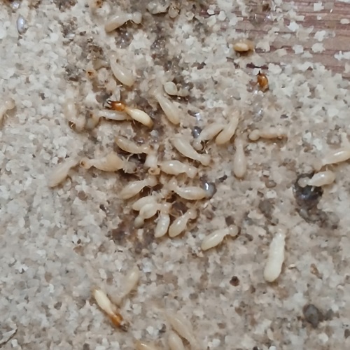 Diệt Mối Tại Huyện Giao Thủy 