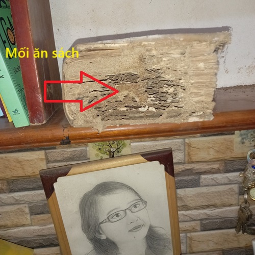 5 Sai Lầm Cần Tránh Khi Tự Diệt Mối Tại Nhà 