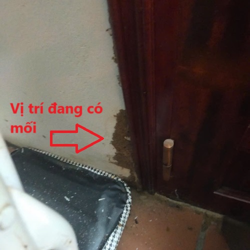 Công Ty Diệt Mối Tận Gốc Chuyên Nghiệp Ở Huyện Núi Thành