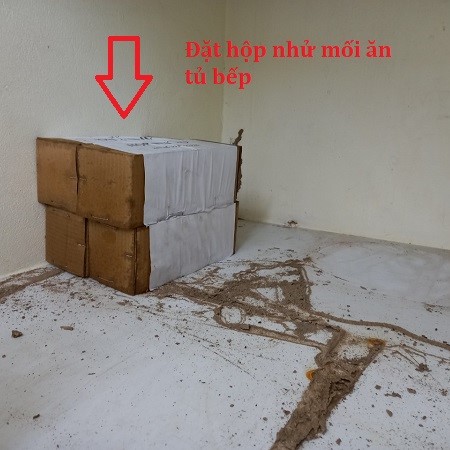 Đặt hộp nhủ mối ngăn tủ bếp đang bị mối xông