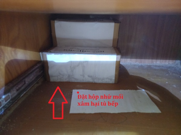 Đặt hộp nhử mối vào xông tủ bếp
