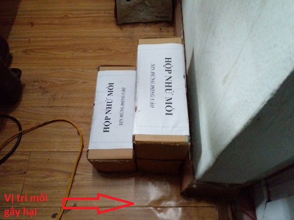 Đặt hộp nhử mối vị trí sàn gỗ đang có mối gây hại 
