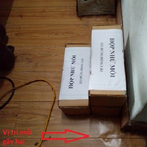 Đặt hộp nhử mối xông sàn gỗ 