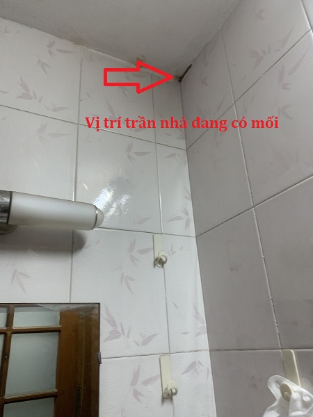 Khảo sát vị trí trần nhà vệ sinh đang có mối gây hại 