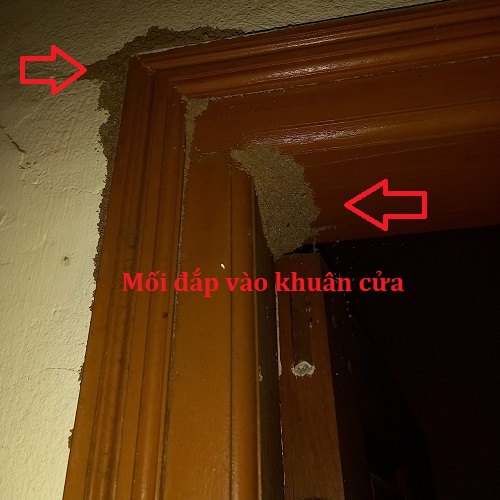Khuân cửa có dấu hiệu bị mối gỗ ẩm gây hại