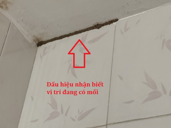 Khảo sát vị trí vị trần nhà đang có mối gỗ ẩm gây hại