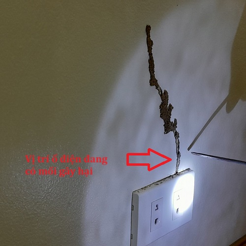 Cách Kiểm Tra Nhà Có Mối Hay Không