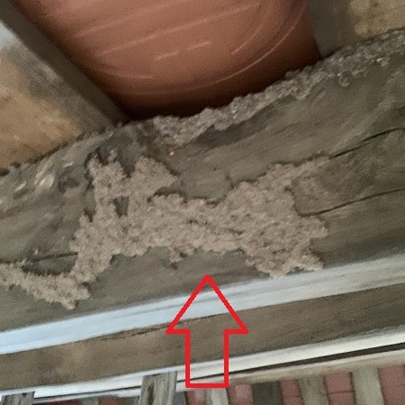 Khảo sát kiểm tra nóc nhà đang bị mối tấn công gây hại