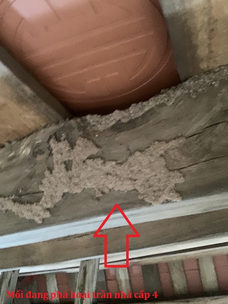 Khảo sát mối đang gây hại trần nhà