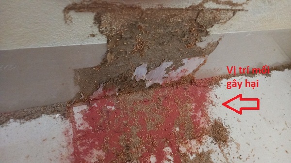 Mối gỗ ẩm gây hại chân tường nhà 