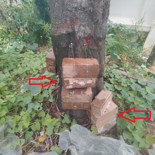 Diệt Mối Ăn Cây Xoài Bằng Cách Nào Hiệu Quả