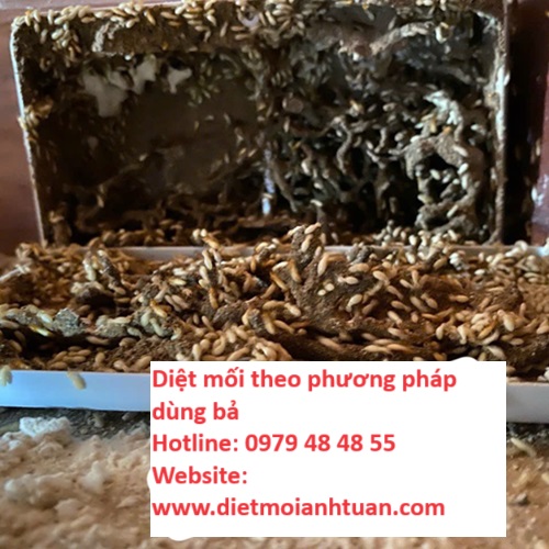 Hình ảnh mối đang trực tiếp ăn bả