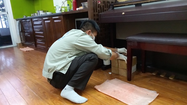 Dịch Vụ Diệt Mối Tại Thái Bình 
