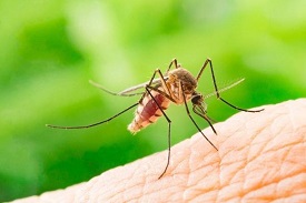  Dịch vụ diệt muỗi
