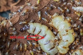 Diệt Mối Tận Gốc Tại Lê Trọng Tấn - Hà Nội 