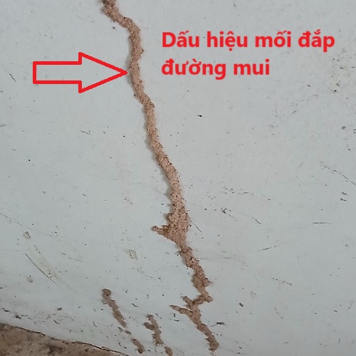 Công Ty Diệt Mối Giá Rẻ Tại Huyện Tuy An