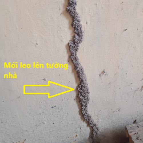 Mối đắp đường ống bùn trên tường hiện rất rõ