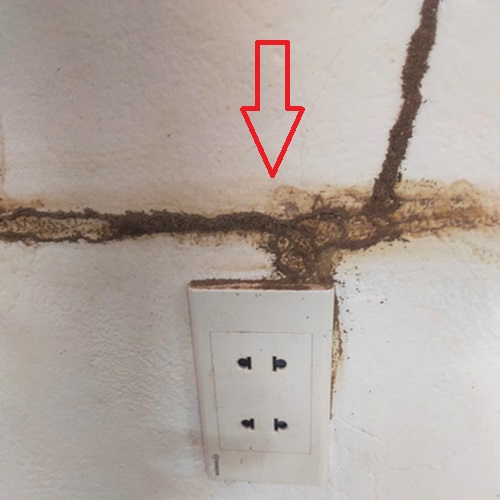 Công Ty Diệt Mối Uy Tín Tại Thị Trấn Quốc Oai
