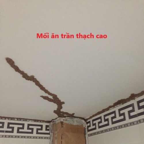 Mối Có Ăn Được Trần Nhựa Không?