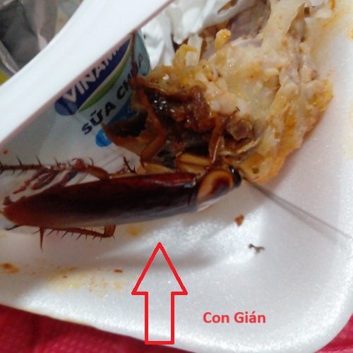 Cách Diệt Gián