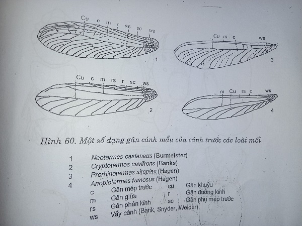 Một số dạng gân cánh mẫu của cánh trước các loài mối