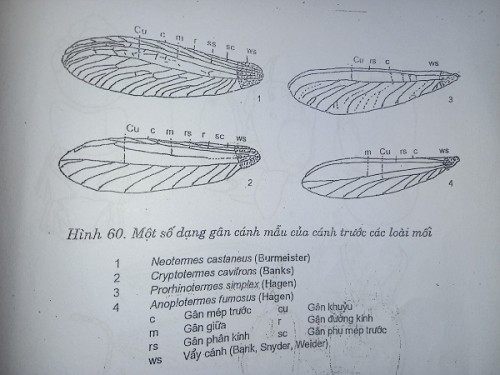 Diệt mối uy tín tại phường Thanh Lương  