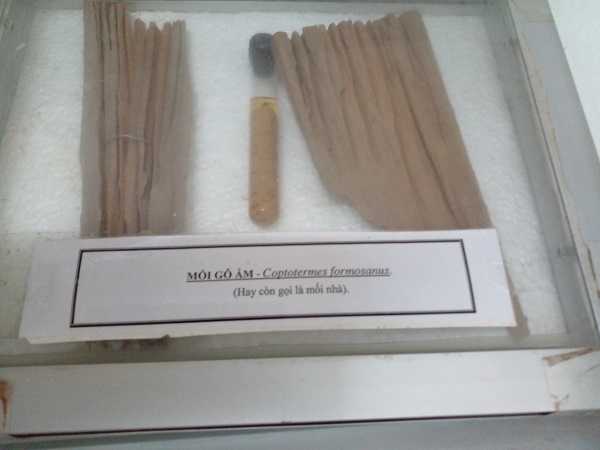 Mẫu nghiên cứu mối gỗ ẩm của Hôi Khoa Học và Lâm Nghiệp Việt Nam 