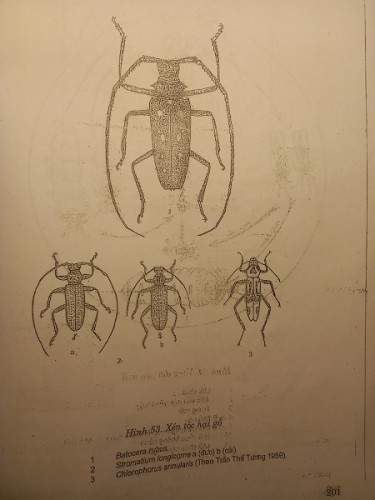 Giới thiệu tổng quan về họ xén tóc Cerambycidae
