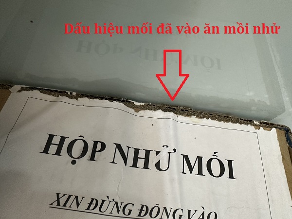 Dùng hộp nhử mối để diệt mối lây truyền