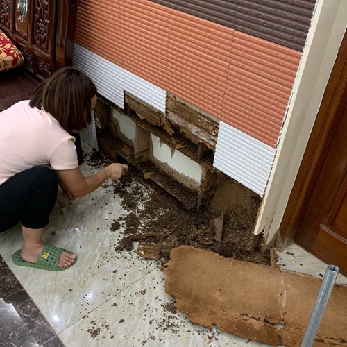 Mối gây hại ốp chân tường phòng khách nhà ở tại tỉnh Cao Bằng