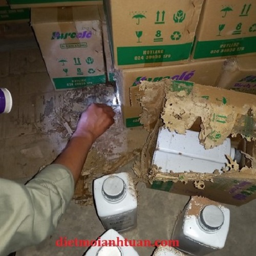 Khảo sát mối gây hại tại kho hàng ở quận Tây Hồ