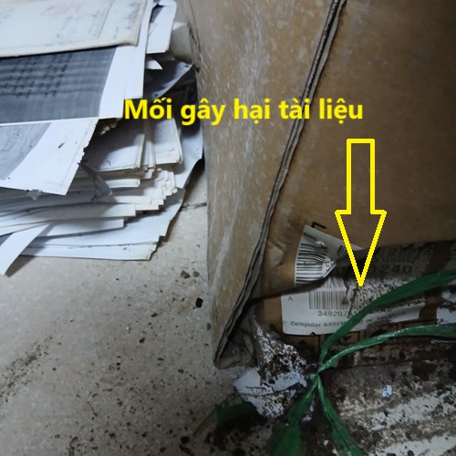 Công Ty Diệt Mối Tại Huyện Đông Giang 