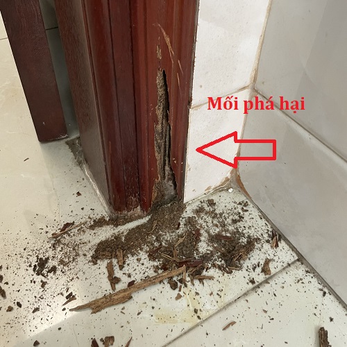 Nhà Có Phụ Nữ Có Thai Nên Thuê Thợ Diệt Mối Không?