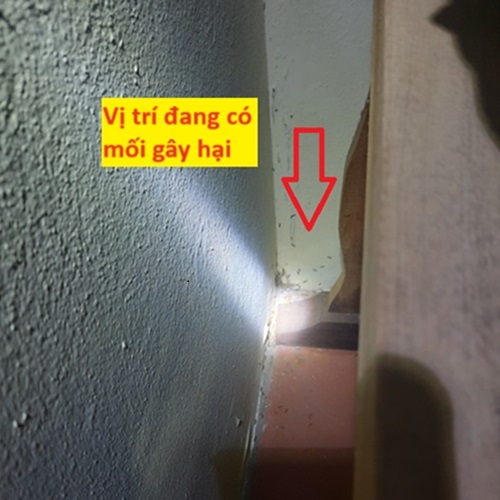 Tại Sao Mối Cánh Lại Thích Ánh Sáng