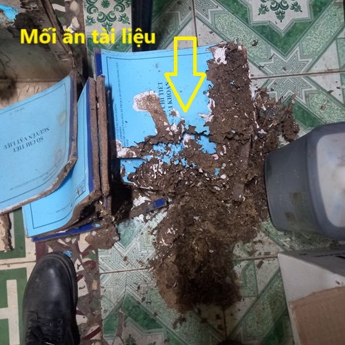 Công Ty Diệt Mối Tận Gốc Uy Tín Tại Huyện Lệ Thủy 