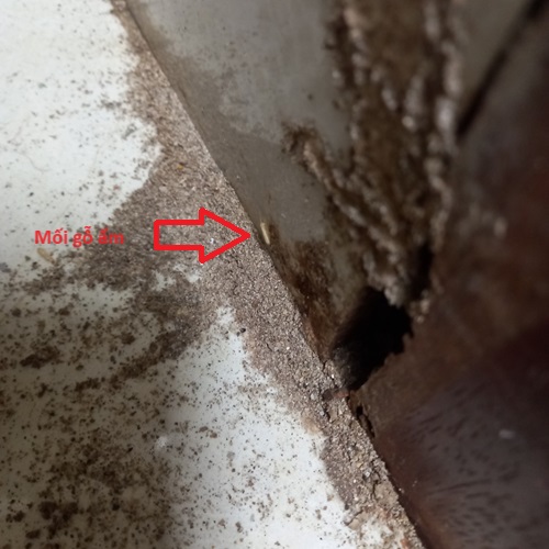 Khảo sát đang có mối gỗ ẩm gây hại bên trong tường nhà