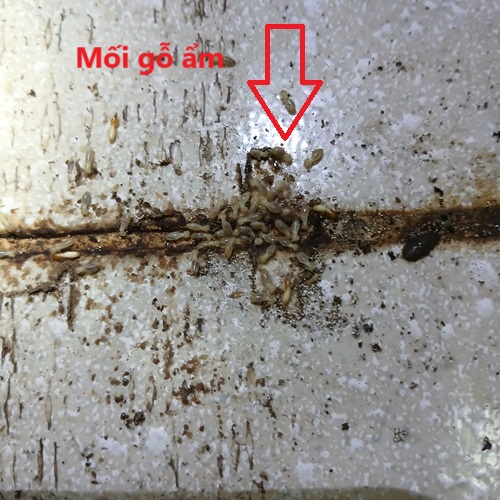 Mối lính và mối thợ đang di chuyển trên mặt sàn nhà