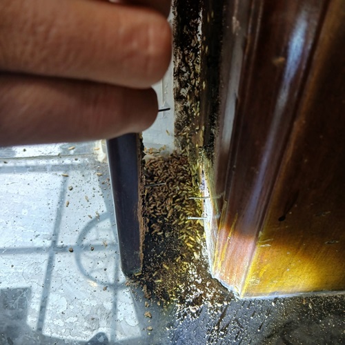 Diệt Mối Khuôn Cửa
