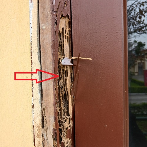 Diệt Mối Tận Gốc Tại 444/49 Đội Cấn, Ba Đình, Hà Nội