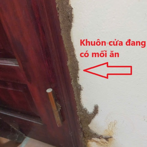 Khảo sát kiểm tra khuôn cửa đang có mối ăn bên trong