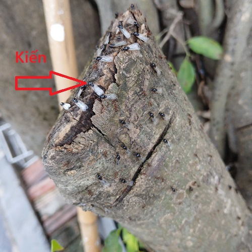 Kiến cánh bò ra ngoài báo hiệu trời mưa