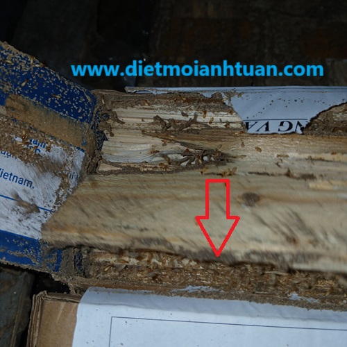 Mở lắp hộp và kiểm tra xem lượng cá thể mối vào ăn mồi