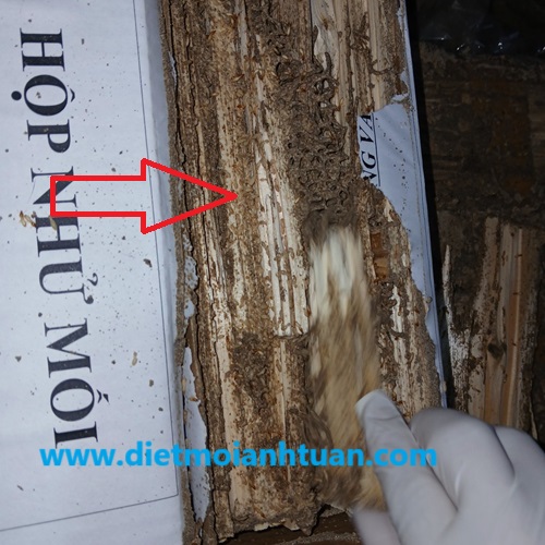 Đặt hộp nhử diệt mối theo phương pháp lây truyền thay vì đuổi mối