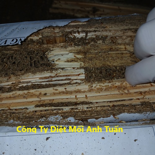 Diệt mối chúa theo phương pháp diệt lây truyền gián tiếp qua mối thợ